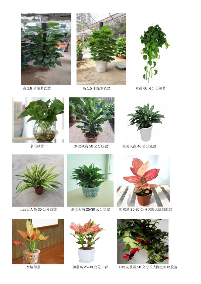 珠海市慢性病防治中心植物租摆及绿化养护服务项目调研内容.doc